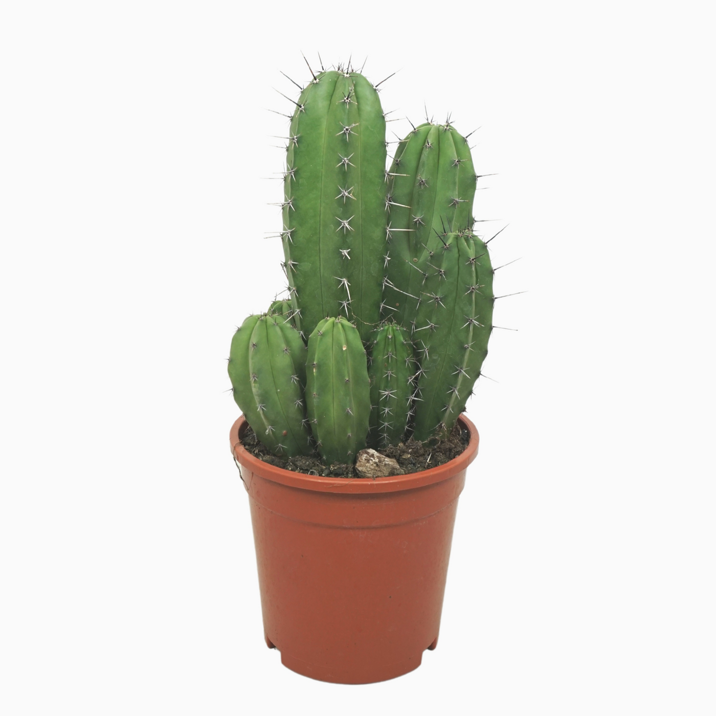 Planta naturala H40cm Polaskia chichipe PS17/ in pamant