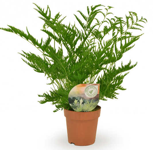 Planta naturala H40cm Pteris straminea PS12/ in pamant