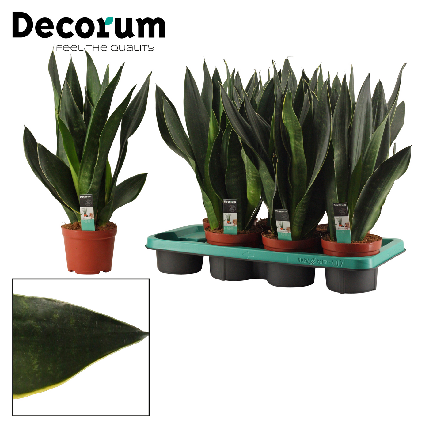 Planta naturala H40cm Sansevieria Black Diamond PS14/ in pamant