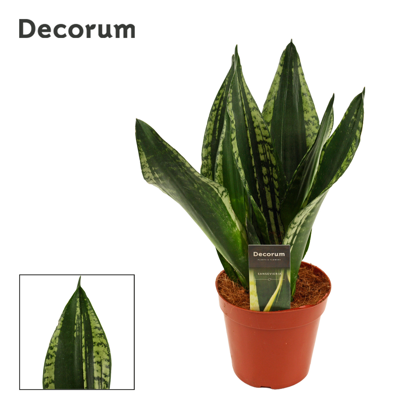 Planta naturala H40cm Sansevieria Silver flame PS14/ in pamant