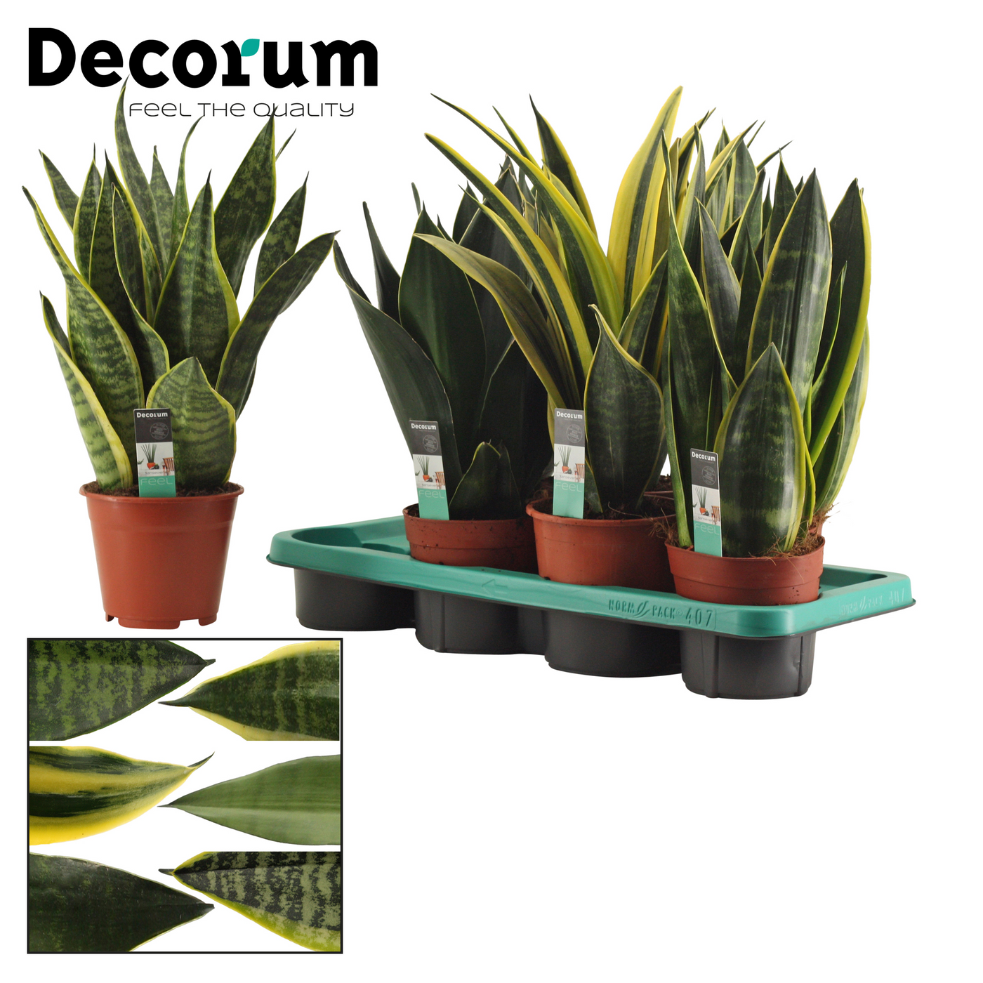 Planta naturala H40cm Sansevieria Super mix PS14/ in pamant