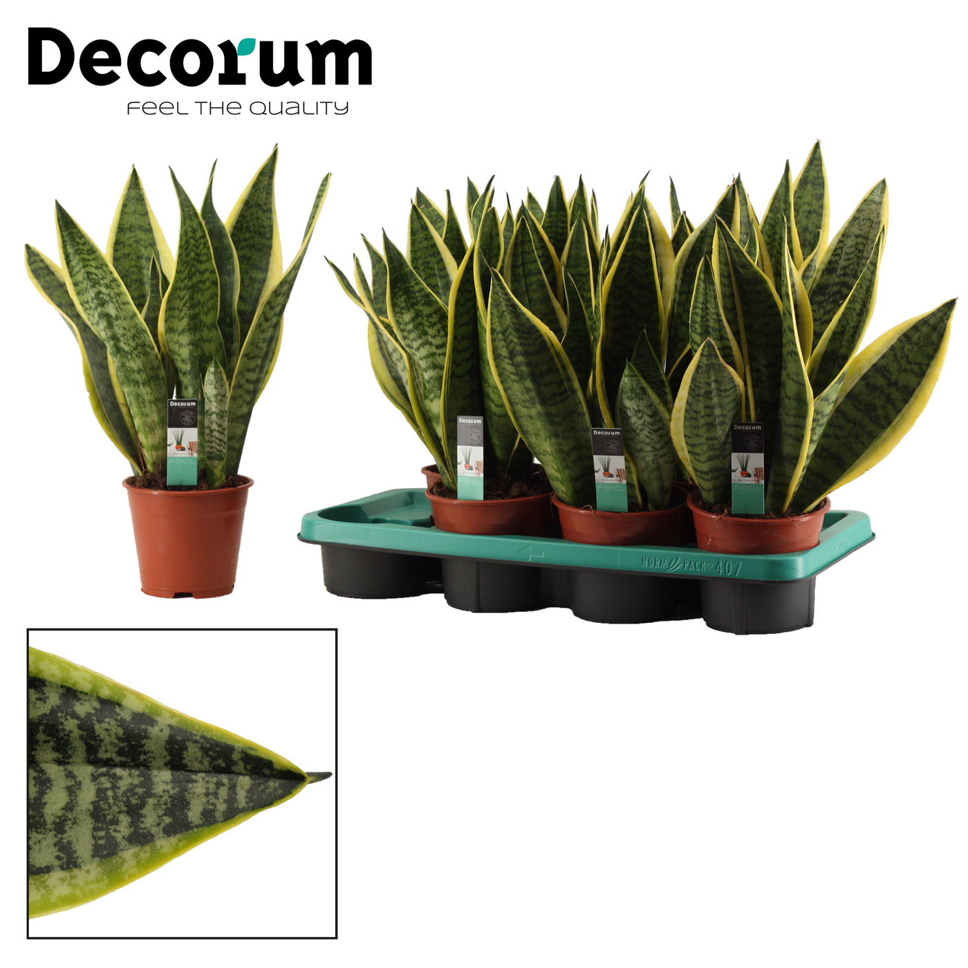 Planta naturala H40cm Sansevieria trifasciata 'Futura Superba' PS14/ in pamant