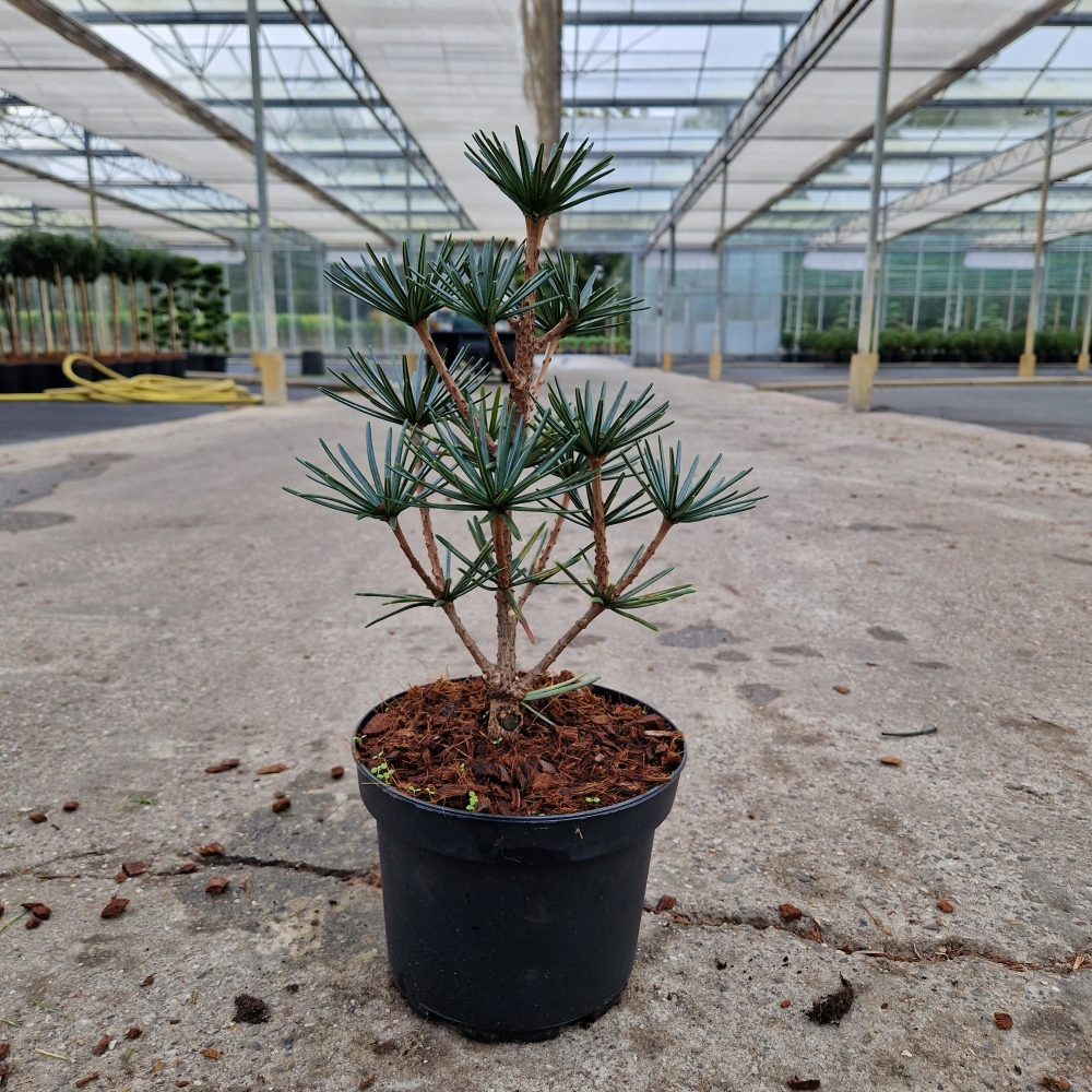 Planta naturala H40cm Sciadopitys verticillata Green Diamond PS20/ in pamant