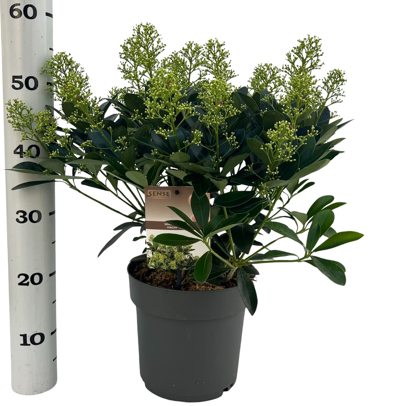 Planta naturala H40cm Skimmia japonica 'Finchy' PS23/ in pamant