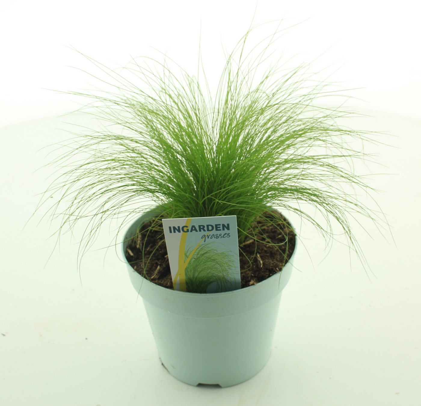 Planta naturala H40cm Stipa tenuissima 'Ponytails' PS17/ in pamant