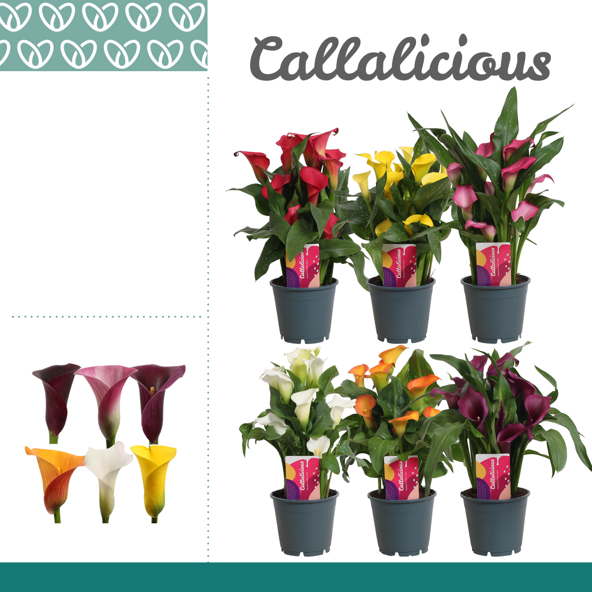 Planta naturala H40cm Zantedeschia Mix PS14/ in pamant