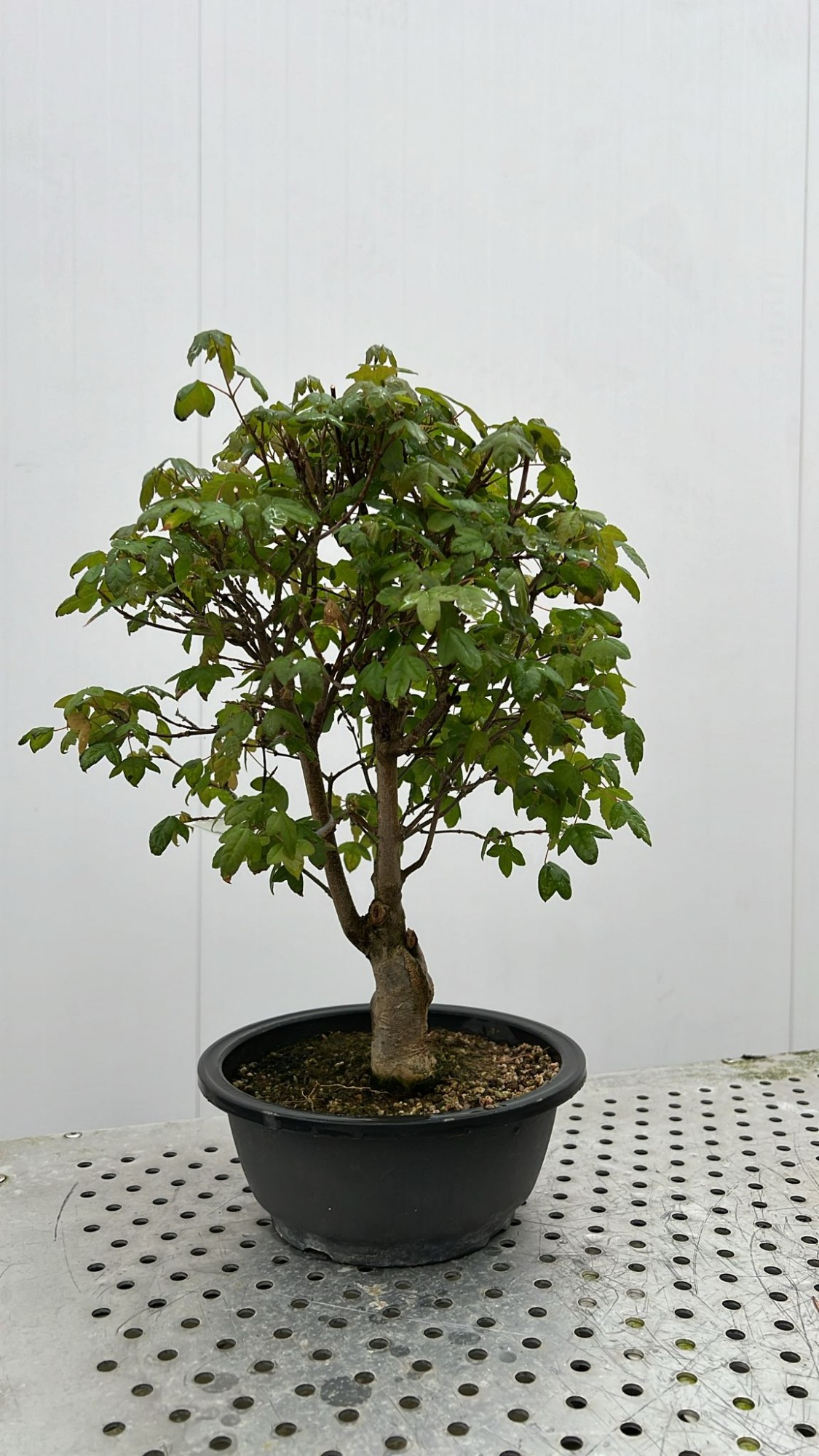 Planta naturala H45cm Acer buergerianum PS20/ in pamant