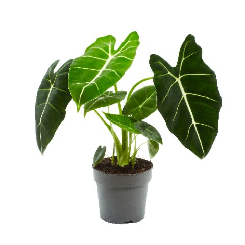 Planta naturala H45cm Alocasia Frydek PS14/ in pamant