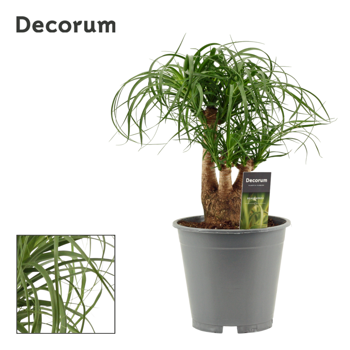 Planta naturala H45cm Beaucarnea vertakt PS19/ in pamant
