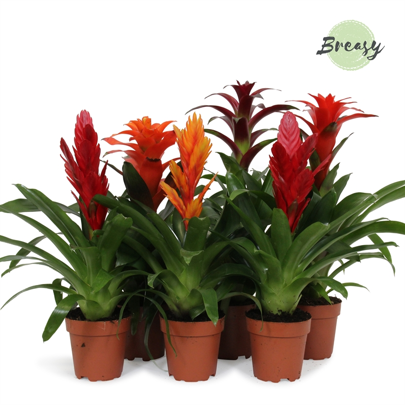 Planta naturala H45cm Bromelia Classic mix PS12/ in pamant