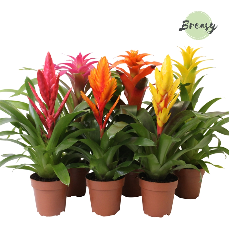 Planta naturala H45cm Bromelia Cupcake mix PS12/ in pamant