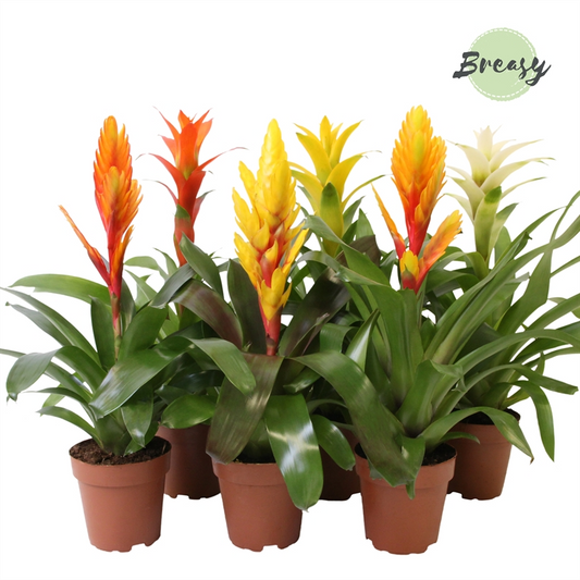 Planta naturala H45cm Bromelia Modern mix PS12/ in pamant