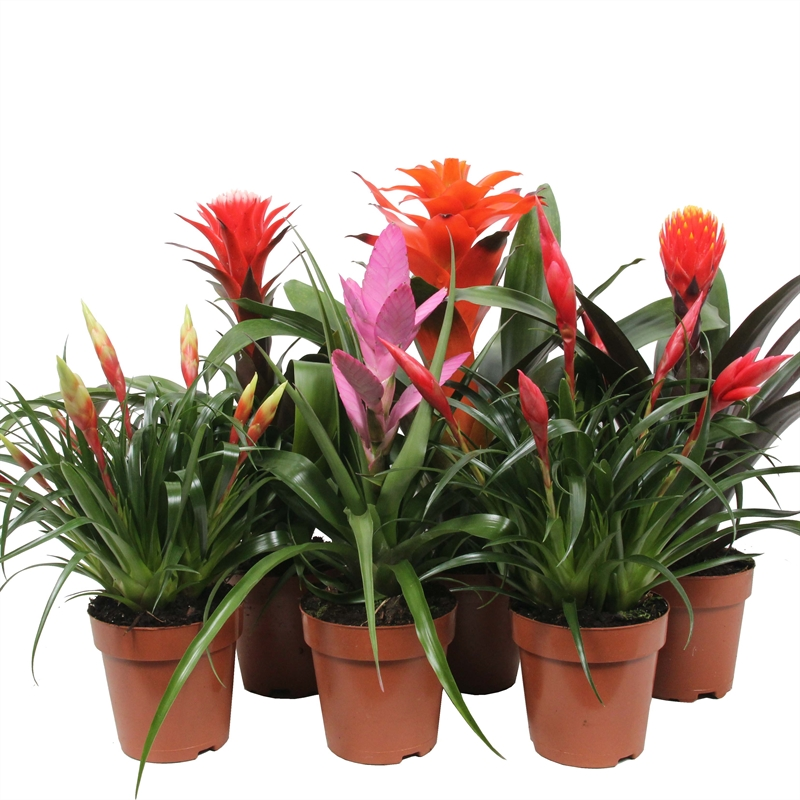 Planta naturala H45cm Bromelia Royal Cupcake mix PS12/ in pamant