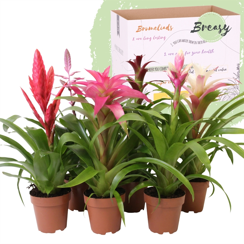 Planta naturala H45cm Bromelia Royal Sweet mix PS12/ in pamant