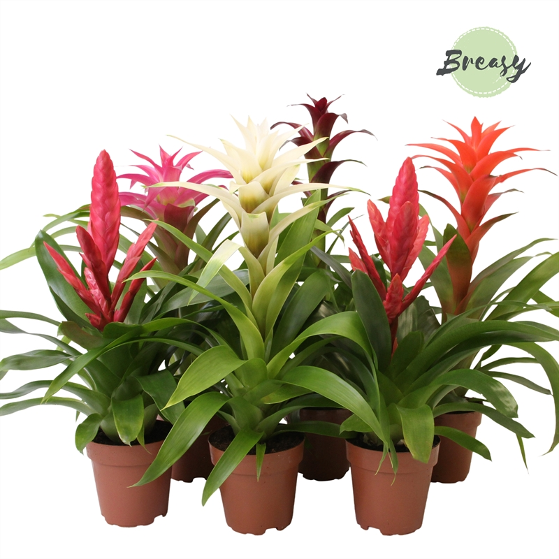 Planta naturala H45cm Bromelia Sweet mix PS12/ in pamant