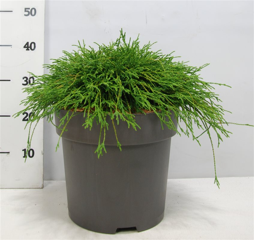 Planta naturala H45cm Chamaecyparis pisifera 'Filifera Nana' PS32/ in pamant
