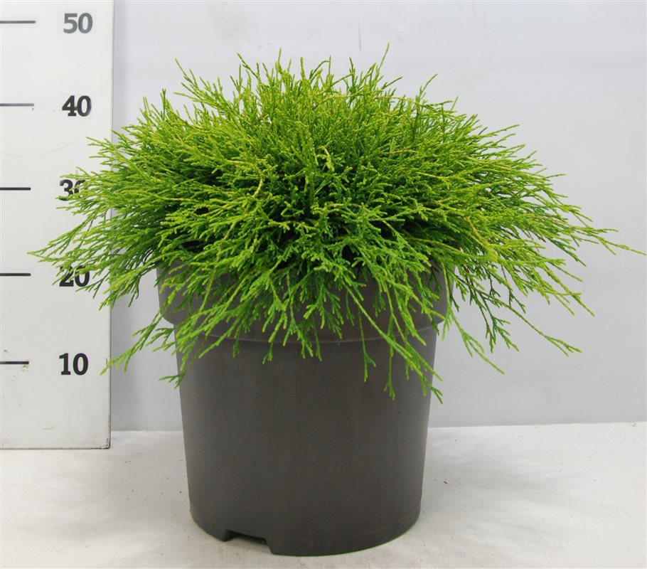 Planta naturala H45cm Chamaecyparis pisifera 'Sungold' PS32/ in pamant