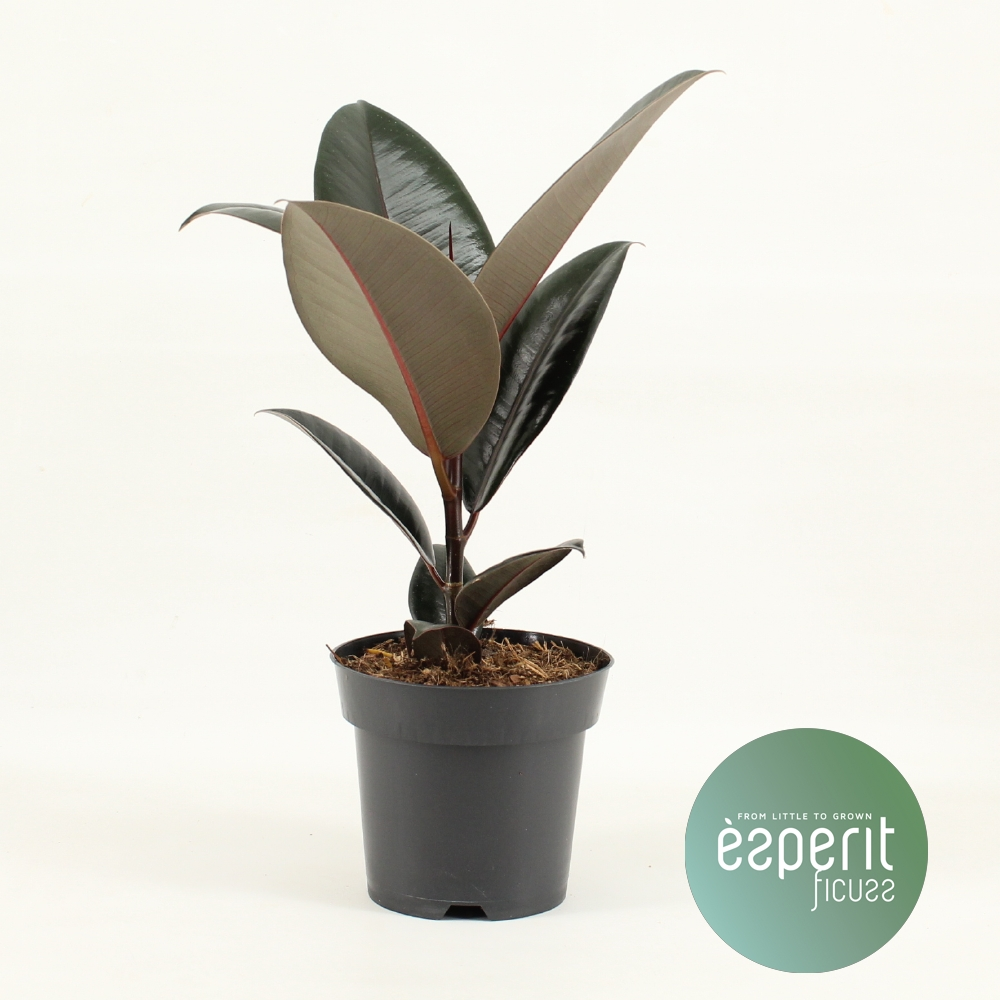 Planta naturala H45cm Ficus elastica Abidjan PS14/ in pamant