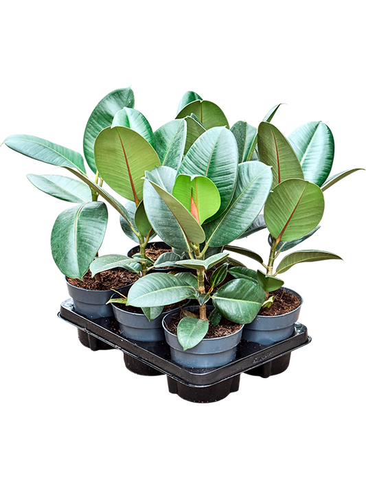 Planta naturala H45cm Ficus elastica Robusta PS14/ in pamant