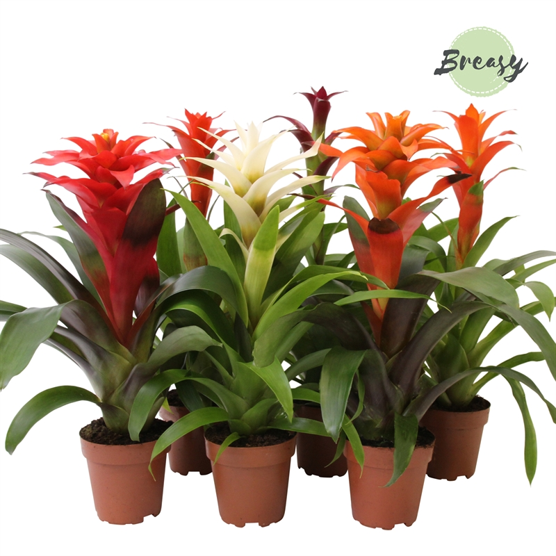 Planta naturala H45cm Guzmania Classic Mix PS12/ in pamant