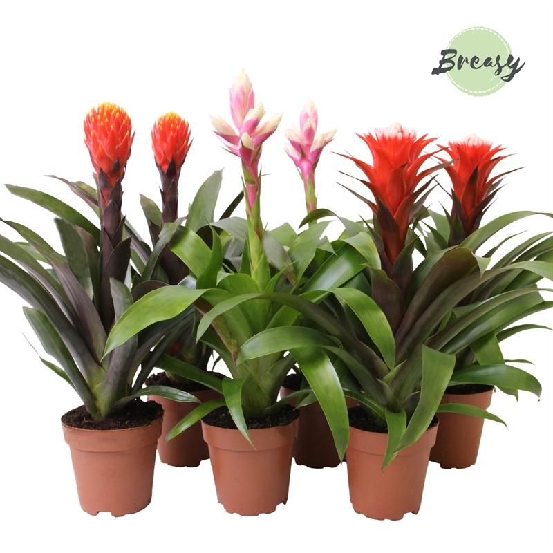 Planta naturala H45cm Guzmania Rockyflower Mix PS12/ in pamant