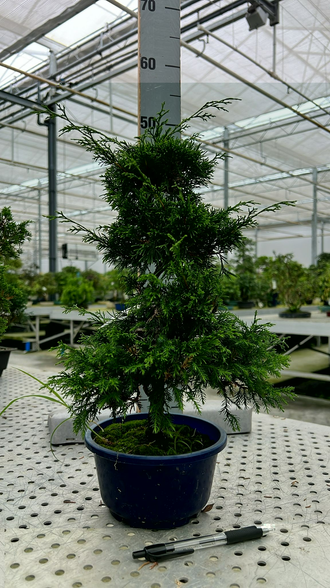Planta naturala H45cm Juniperus chinensis PS15/ in pamant