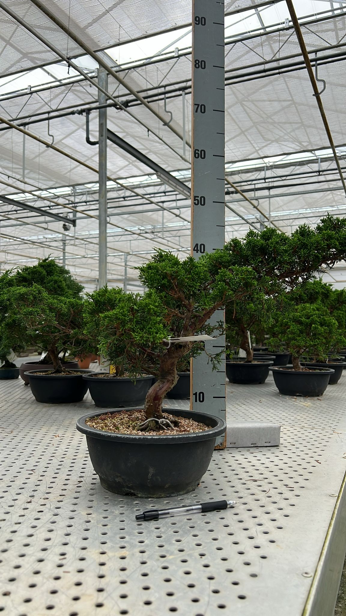 Planta naturala H45cm Juniperus chinensis PS23/ in pamant