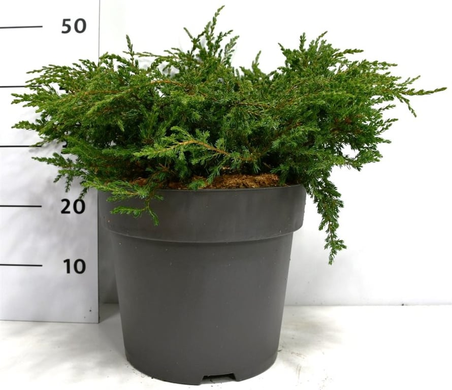 Planta naturala H45cm Juniperus communis 'Repanda' PS32/ in pamant