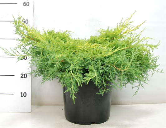 Planta naturala H45cm Juniperus x pfitzeriana 'Gold Star' PS32/ in pamant