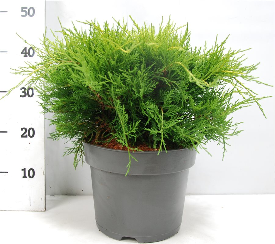 Planta naturala H45cm Juniperus x pfitzeriana 'Old Gold' PS26/ in pamant