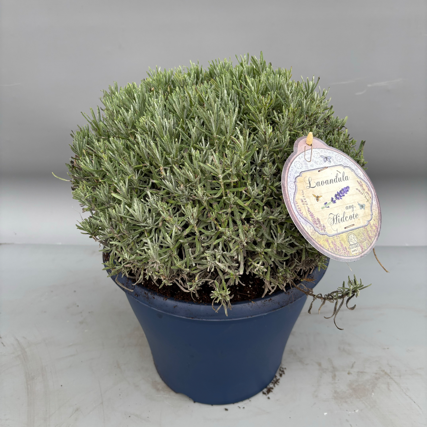 Planta naturala H45cm Lavandula angustifolia 'Hidcote' PS29/ in pamant