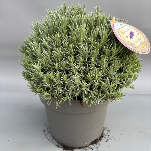 Planta naturala H45cm Lavandula angustifolia 'Munstead' PS26/ in pamant