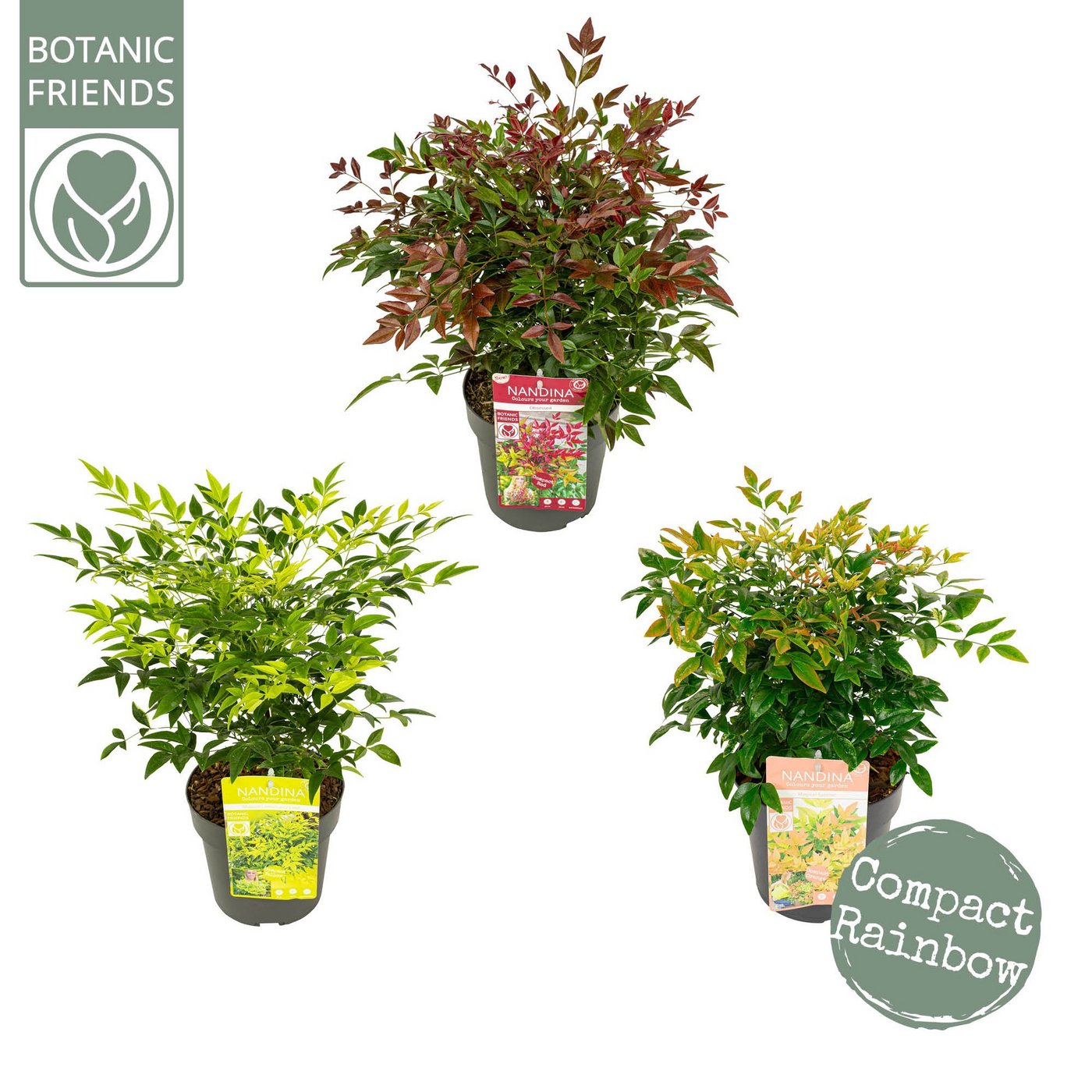 Planta naturala H45cm Nandina domestica mix PS19/ in pamant
