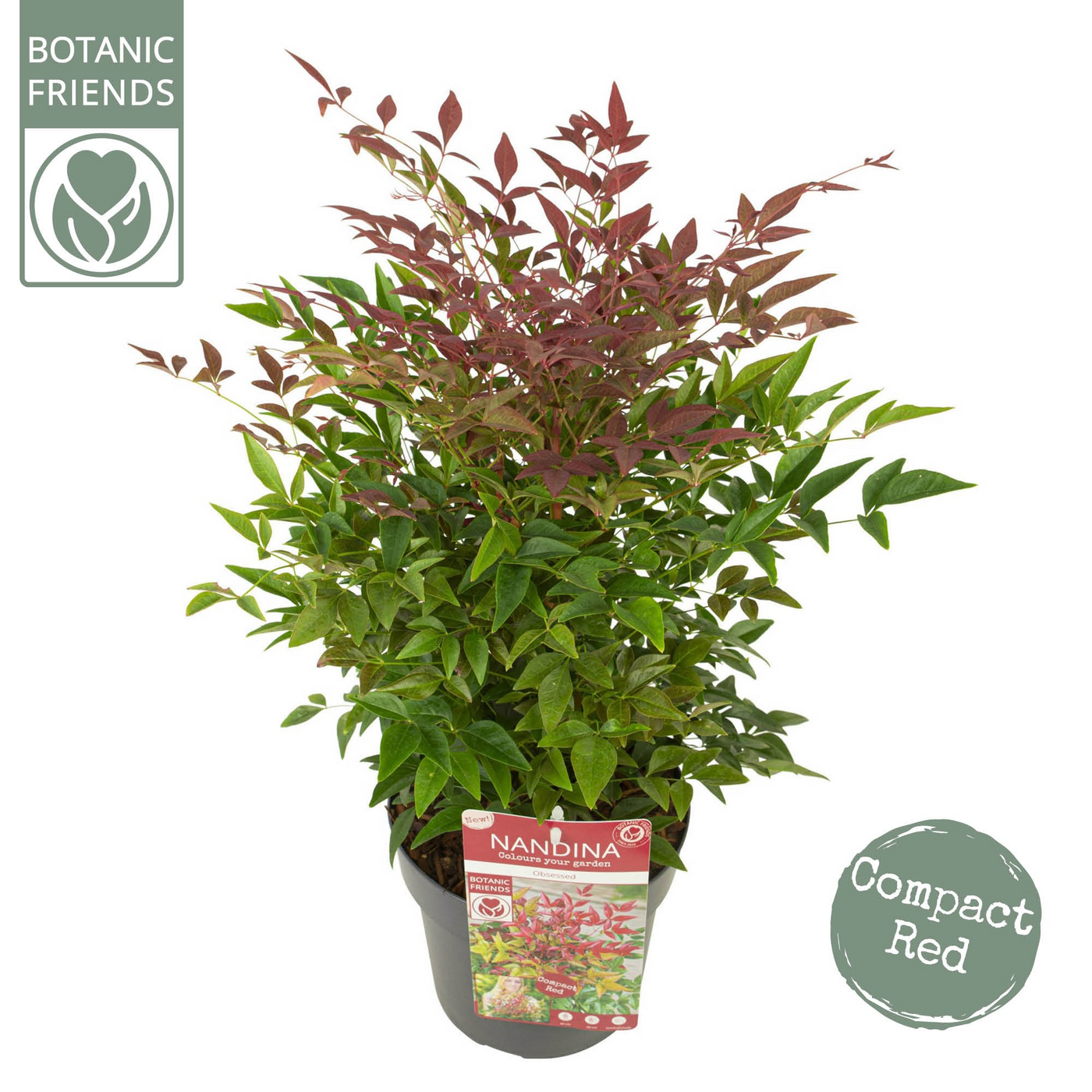 Planta naturala H45cm Nandina domestica Obsessed PS19/ in pamant
