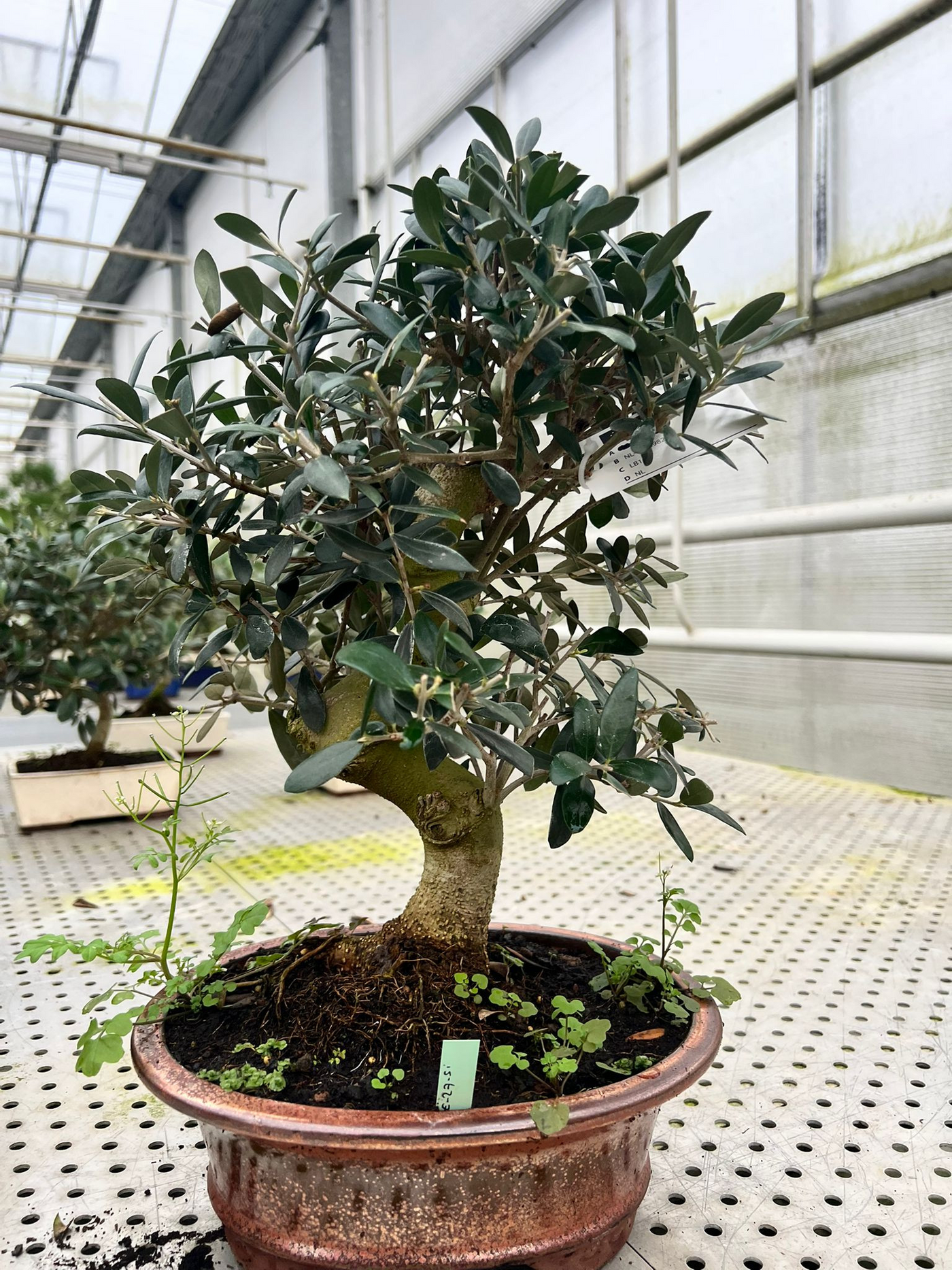 Planta naturala H45cm Olea europaea PS24/ in pamant