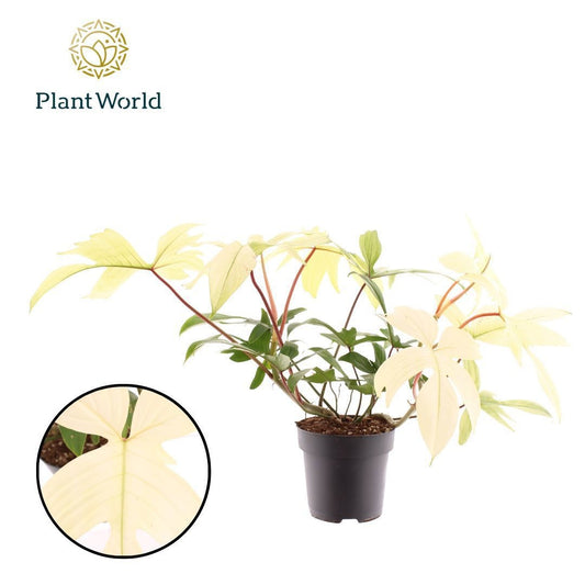 Planta naturala H45cm Philodendron 'Florida Ghost' PS19/17cm in pamant