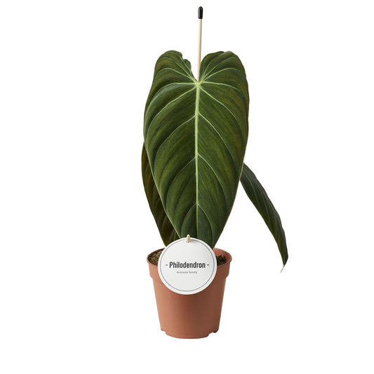 Planta naturala H45cm Philodendron 'melanochrysum' PS12/10cm in pamant