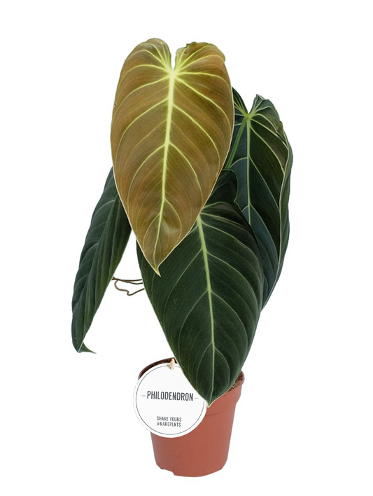 Planta naturala H45cm Philodendron melanochrysum PS12/ in pamant