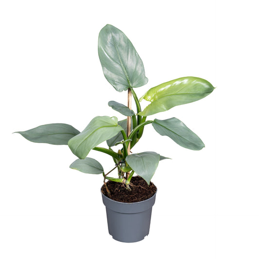 Planta naturala H45cm Philodendron 'Silver Queen' PS14/11cm in pamant