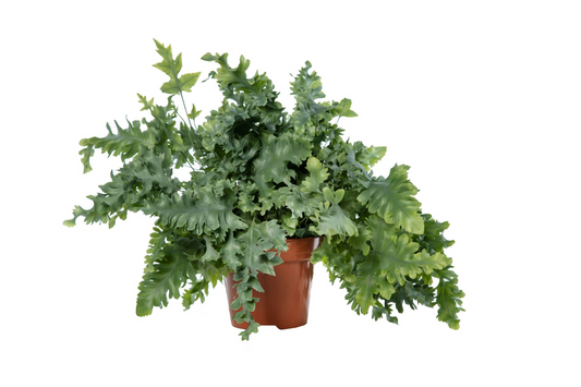 Planta naturala H45cm Phlebodium aureum Davana PS17/ in pamant