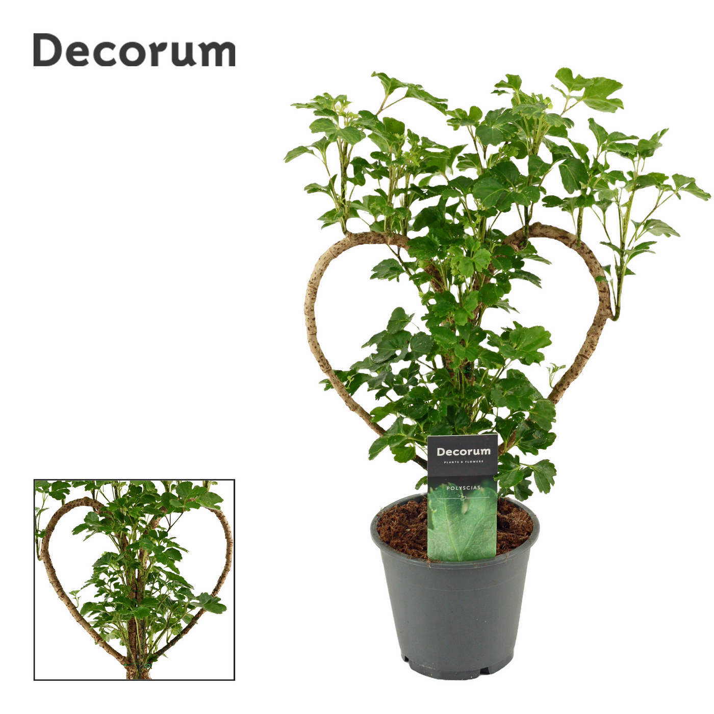 Planta naturala H45cm Polyscias Hart 12 cm (Decorum) PS12/ in pamant