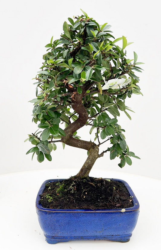 Planta naturala H45cm Pyracantha angustfolia PS20/ in pamant