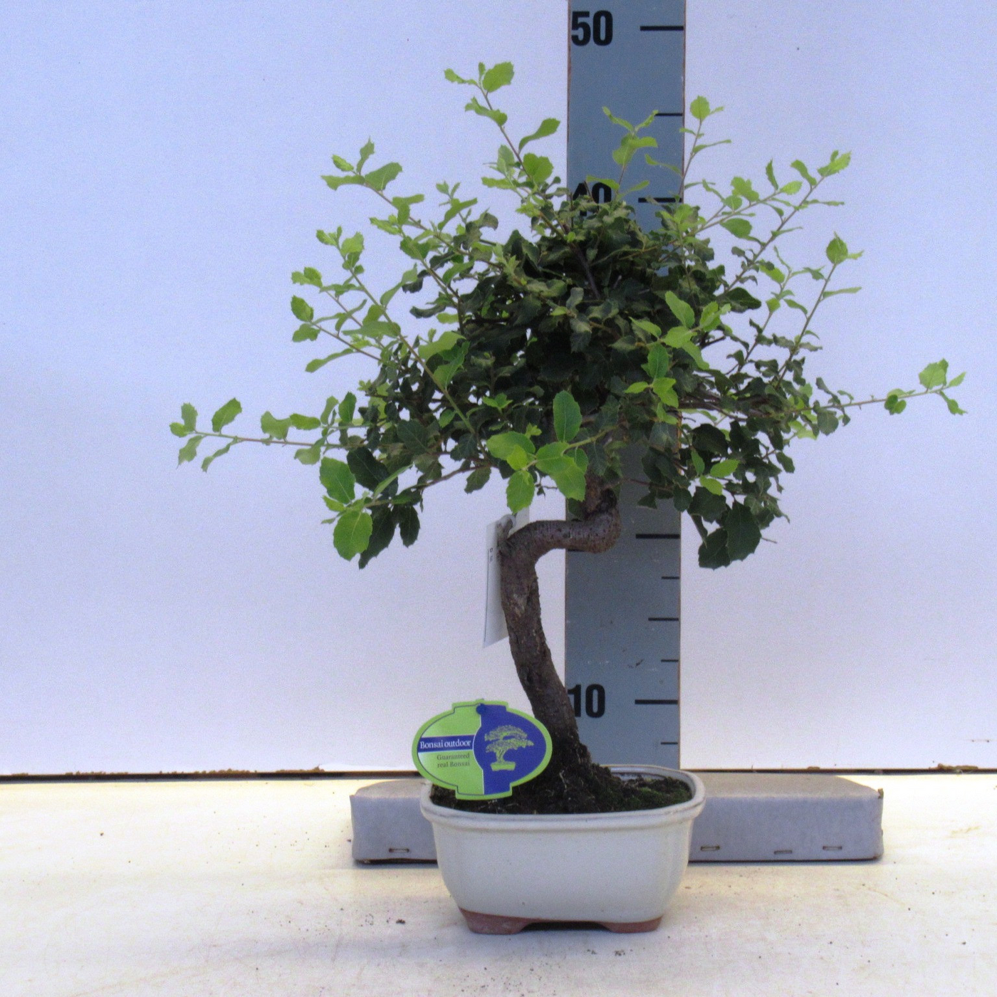 Planta naturala H45cm Quercus suber PS17/ in pamant