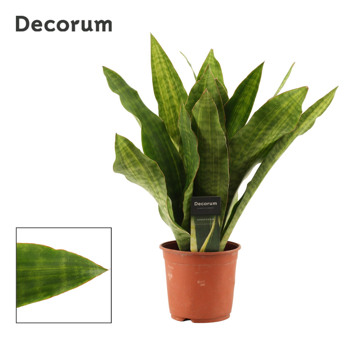 Planta naturala H45cm Sansevieria Aubrytiana Nite Lite PS14/ in pamant