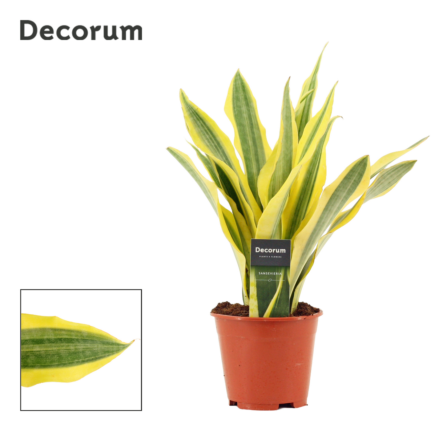 Planta naturala H45cm Sansevieria Aubrytiana Yellowstone PS14/ in pamant