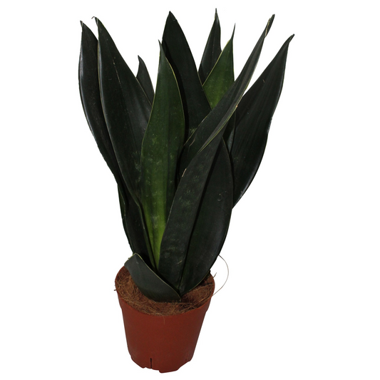 Planta naturala H45cm Sansevieria Black Diamond PS14/ in pamant