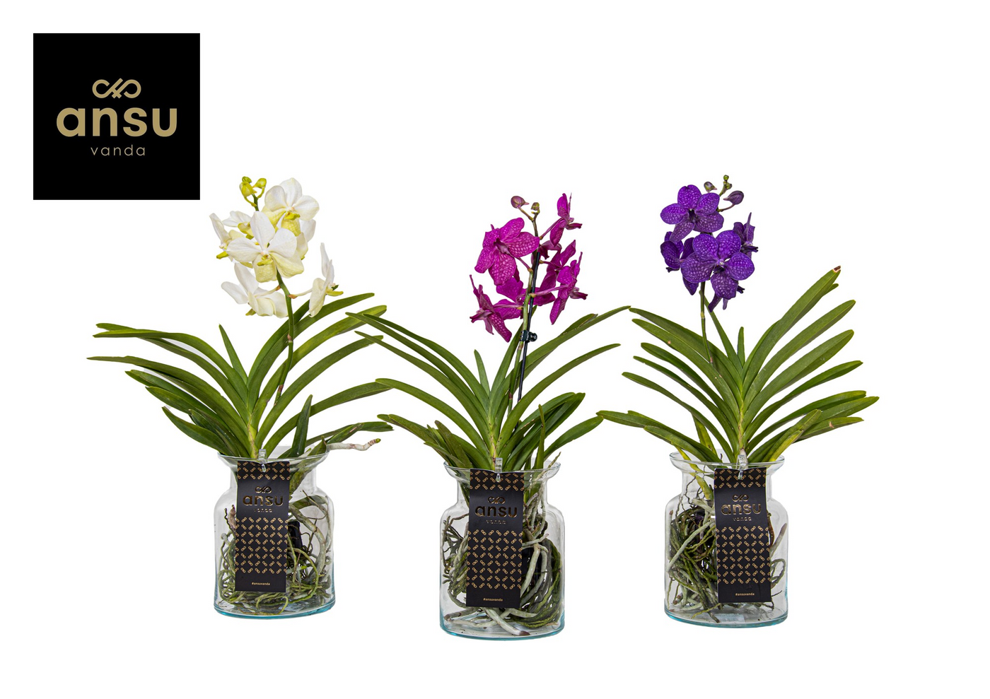 Planta naturala H45cm Vanda Bose Colour mix PS14/ in pamant