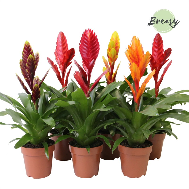 Planta naturala H45cm Vriesea Classic mix PS12/ in pamant