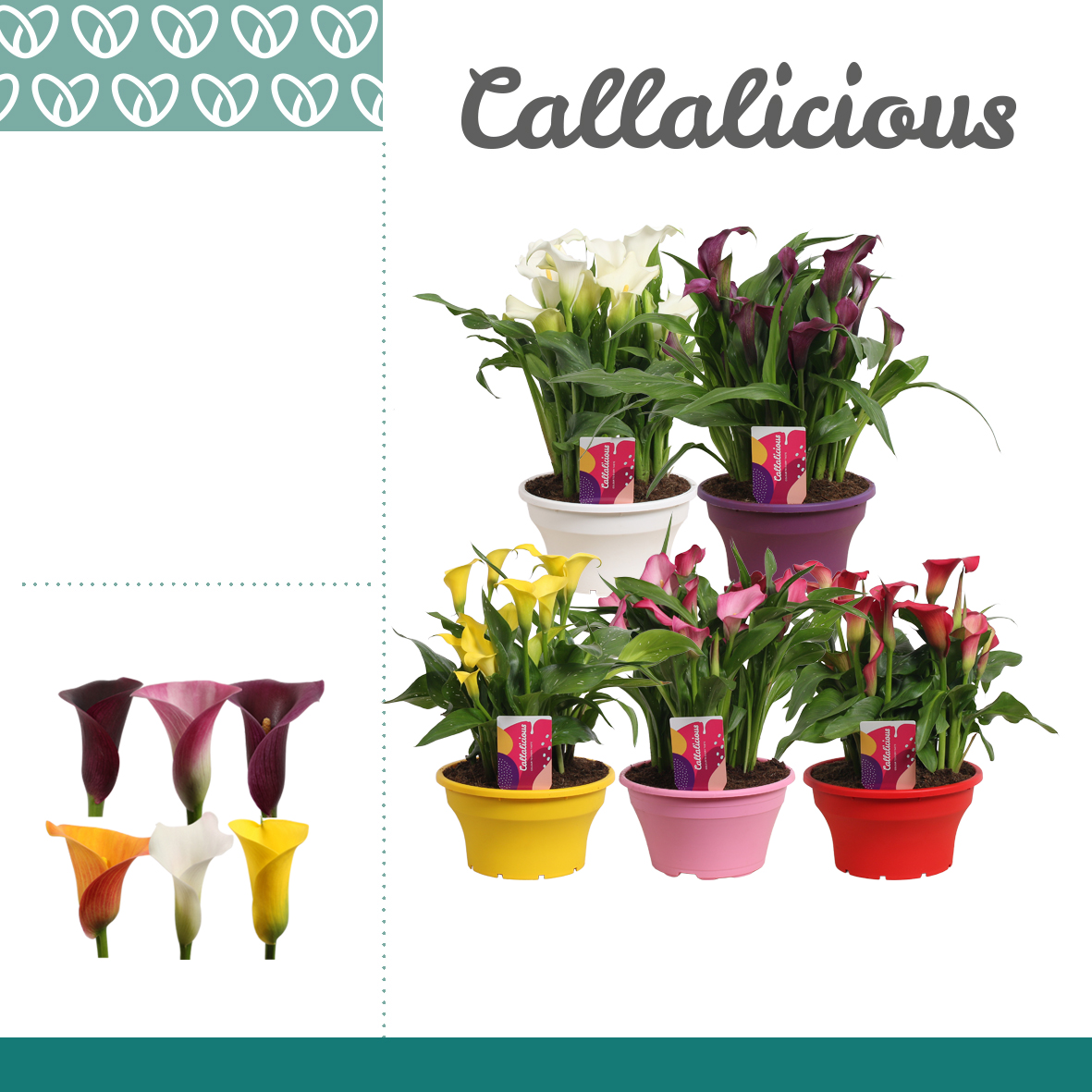 Planta naturala H45cm Zantedeschia Mix PS22/ in pamant