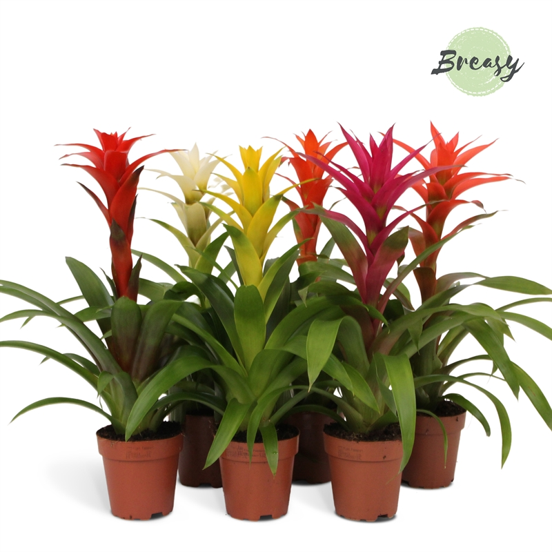 Planta naturala H48cm Guzmania Suerte Cupcake Mix PS12/ in pamant